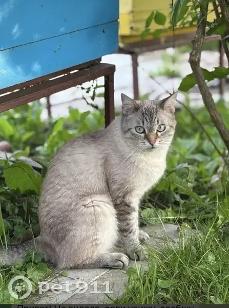 Пропала кошка, Кузьминское шоссе, Александровская, Александровская — пугливая невская маскарадная - photo