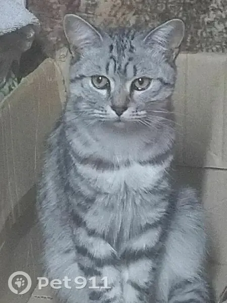 Пропала кошка, улица Ватутина, Уфа — серо-голубая, полосатая, серые глаза - photo