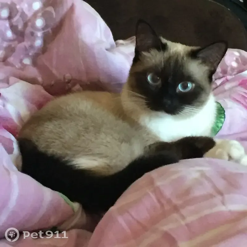 Пропала кошка, улица Аникина, 19, Шуя — похожа на сиамскую, голубые глаза - photo