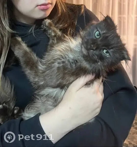 Пропала кошка, улица Димитрова, 10, Ульяновск — откликается на имя Тайлер, болен эпилепсией - photo