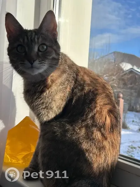 Пропала кошка, улица Радужная, Раменское — коричнево-серая, без ошейника - photo