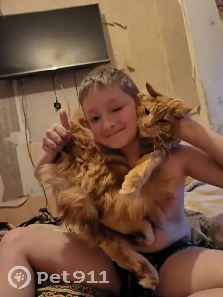 Пропала кошка, Владикавказ, Северная Осетия — Алания — рыжий мейн-кун, крупный - photo