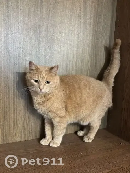 Пропала кошка, Лесная улица, 20А, Лыткарино — рыжая, домашняя, очень ласковая - photo