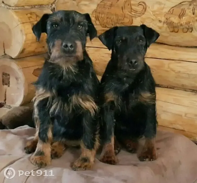 Пропала собака, Кулемино, Балезино — 2 охотничьи суки ягдтерьер без ошейников - photo