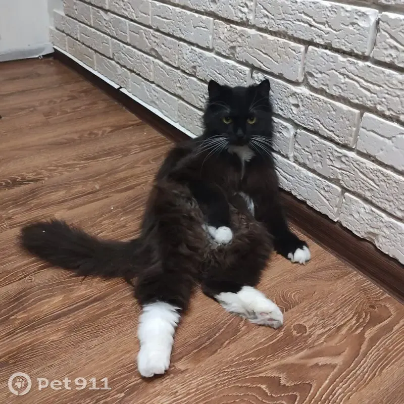 Пропала кошка, 3, Сапроново, Сапроново — чёрный окрас, белые лапки, белый воротничок - photo