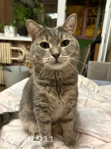 Пропала кошка, Новгородская улица, 129, Воронеж — дымчатого цвета, немного полный - photo