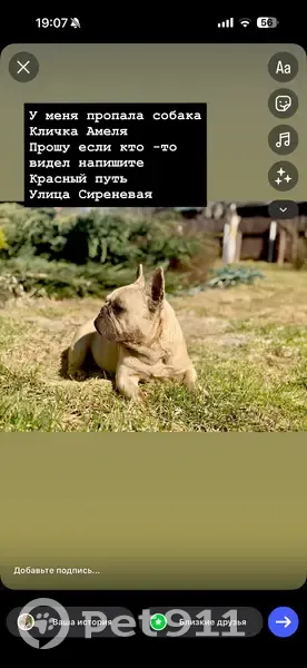 Пропала собака, Красный Путь, Московская область — французский бульдог, кличка Амеля - photo