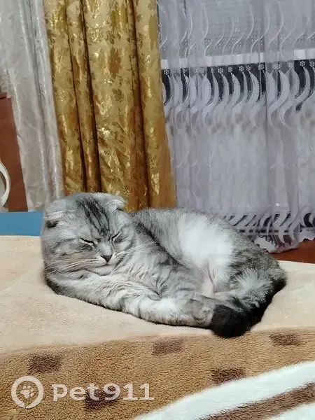 Пропала кошка, улица Свердлова, 134, Тетюши — по кличке Бося - photo