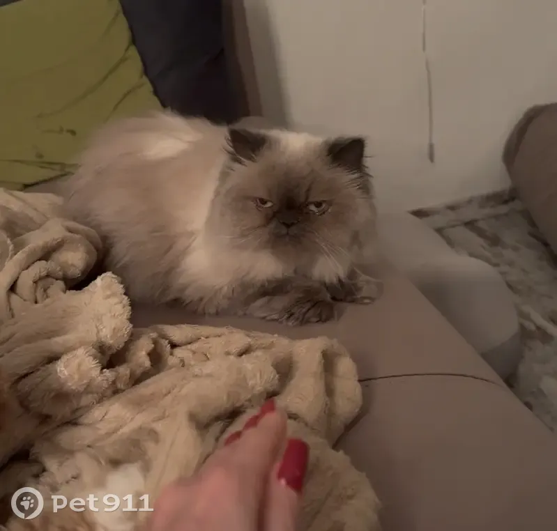 Пропала кошка, Набережная улица, 19, Долгопрудный — девочка, гималайская, 8 лет - photo