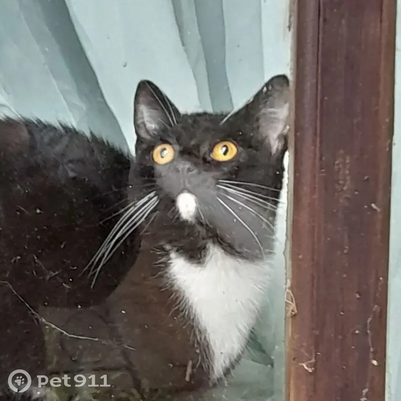 Пропала кошка, площадь Ленина, Родники — лапки как будто в белых носочках - photo
