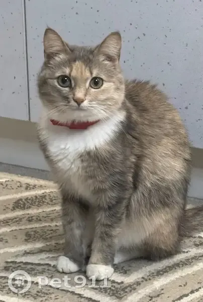 Пропала кошка, улица Сураева-Королёва, 3, Саранск — красный ошейник - photo