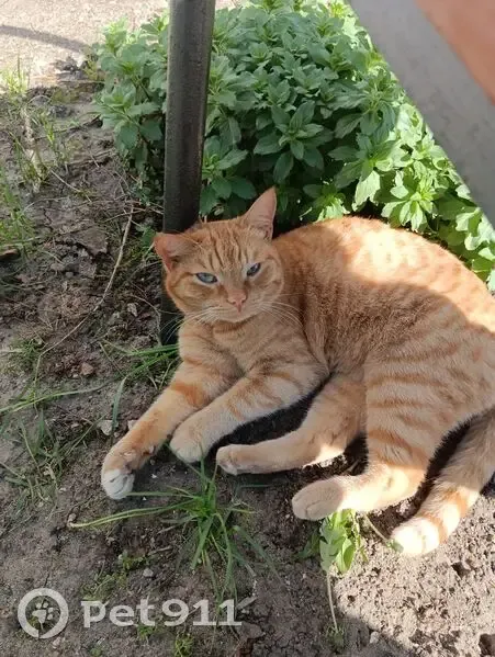 Найдена кошка, улица Васнецова, Пермь - photo