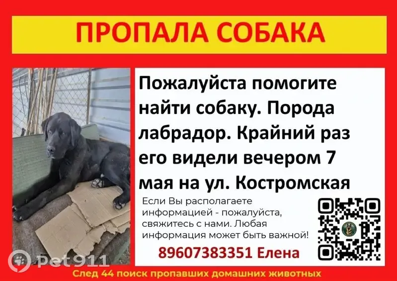 Пропала собака, Костромская улица, Кострома - photo