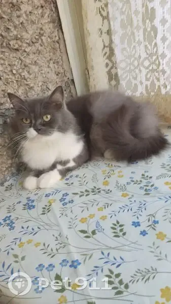 Найдена кошка, улица Кирова, 3, Воронеж — персидская, серая с белым, спокойная - photo