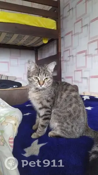 Пропала кошка, улица Есенина, 22, Саранск — серая в полоску, очень пугливая - photo