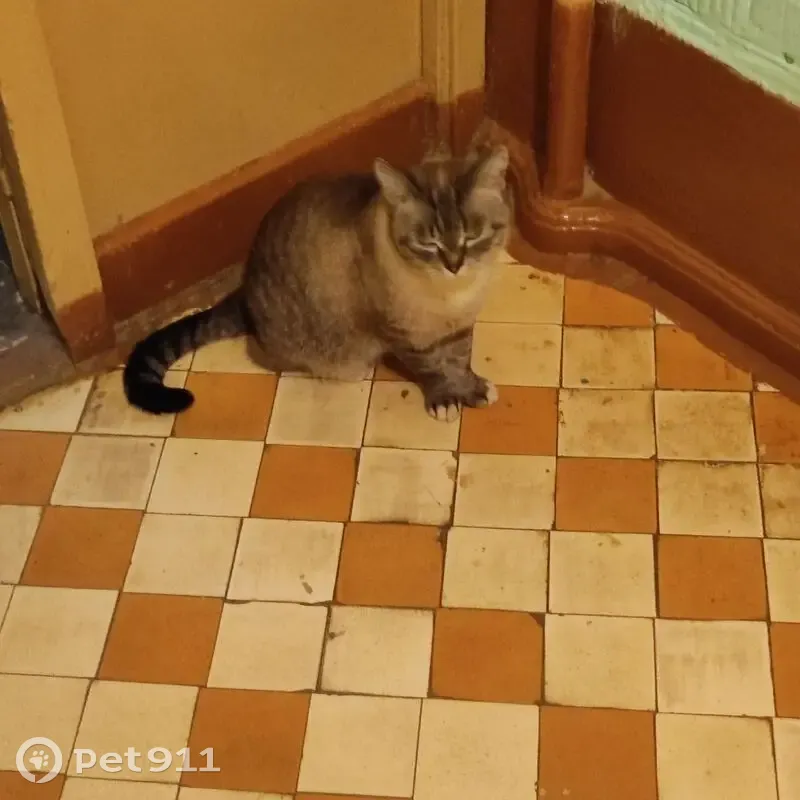 Найдена кошка, Чепецкая улица, 1, Глазов — серая - photo