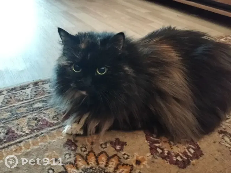 Пропала кошка, улица Емлина, 18Б, Первоуральск — чёрная с коричневато-рыжими вкраплениями - photo