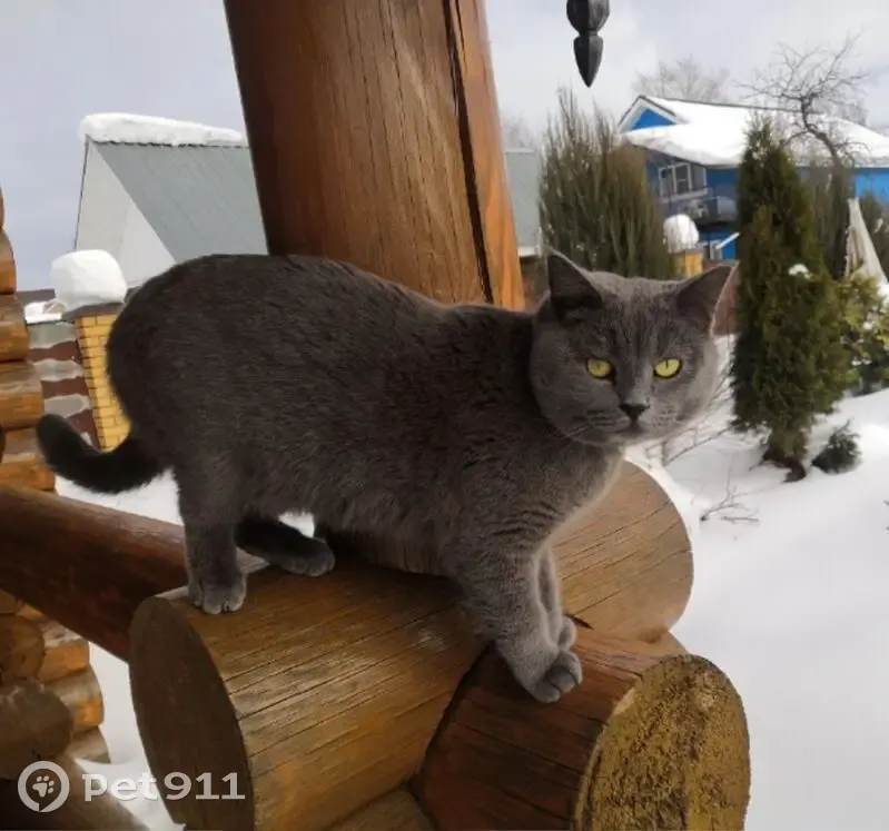 Пропала кошка, Павлово, Нижегородская область — очень ласковый - photo