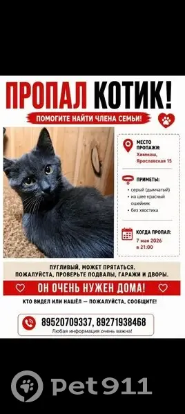 Пропала кошка, Саранск, Мордовия — серый без хвоста - photo
