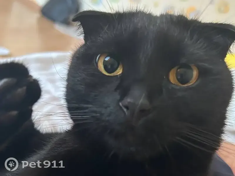 Пропала кошка, улица Краснолесья, 17, Екатеринбург — чёрная, вислоухая, худое длинное телосложение - photo