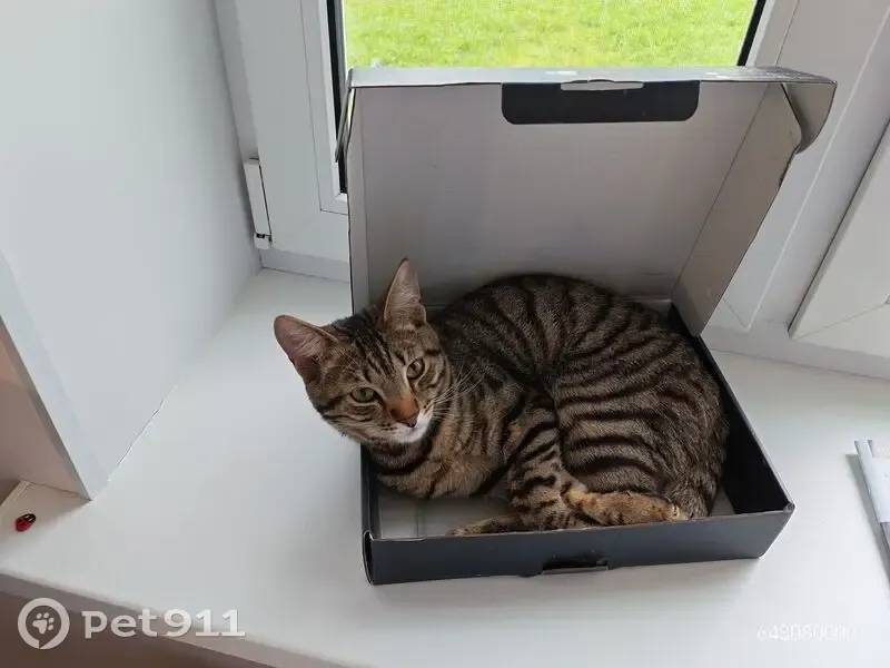 Пропала кошка, Молодёжная улица, Легково, Маяк — котёнок, подросток, 10 месяцев - photo
