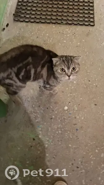 Найдена кошка, Учебная улица, 13, Конаково — породистая, очень ласковая - photo
