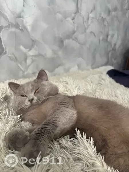 Пропала кошка, улица Корякова, 6, Первомайск — шотландец, оранжевые глаза, убежал из дома - photo