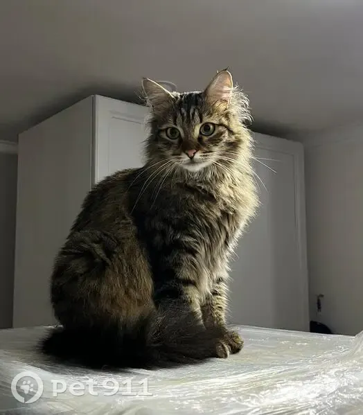 Пропала кошка, 3-е Почтовое отделение, 11, Люберцы — молодой пугливый кот с длинным пушистым хвостом - photo