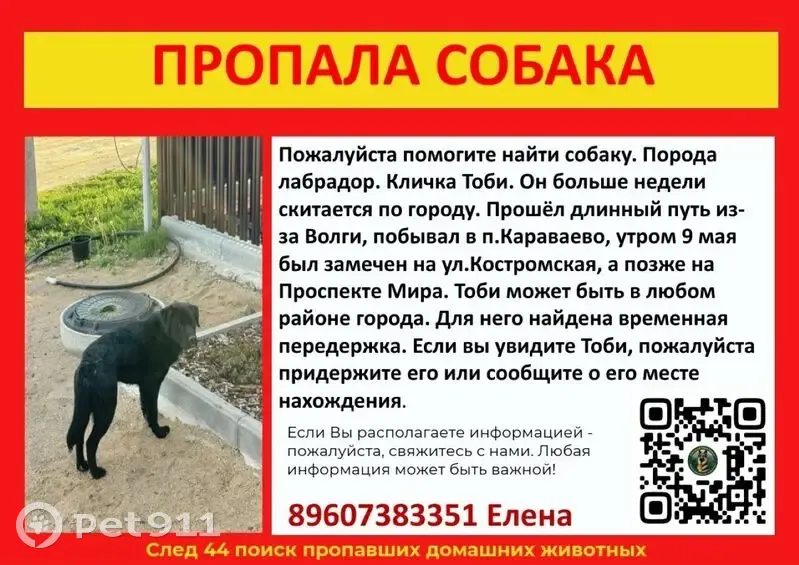 Пропала собака, Кострома - photo