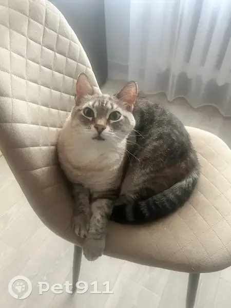 Пропала кошка, Заводская улица, 11, Карасук — голубые глаза, лишний вес - photo