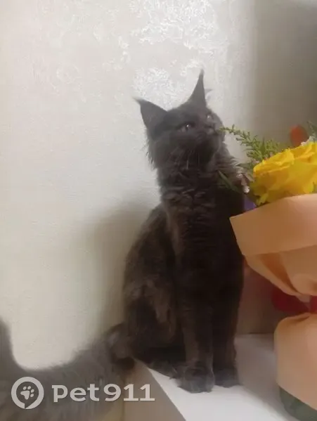 Пропала кошка, Аптечная улица, 15А, Барыш — серый, на ушах кисточки - photo