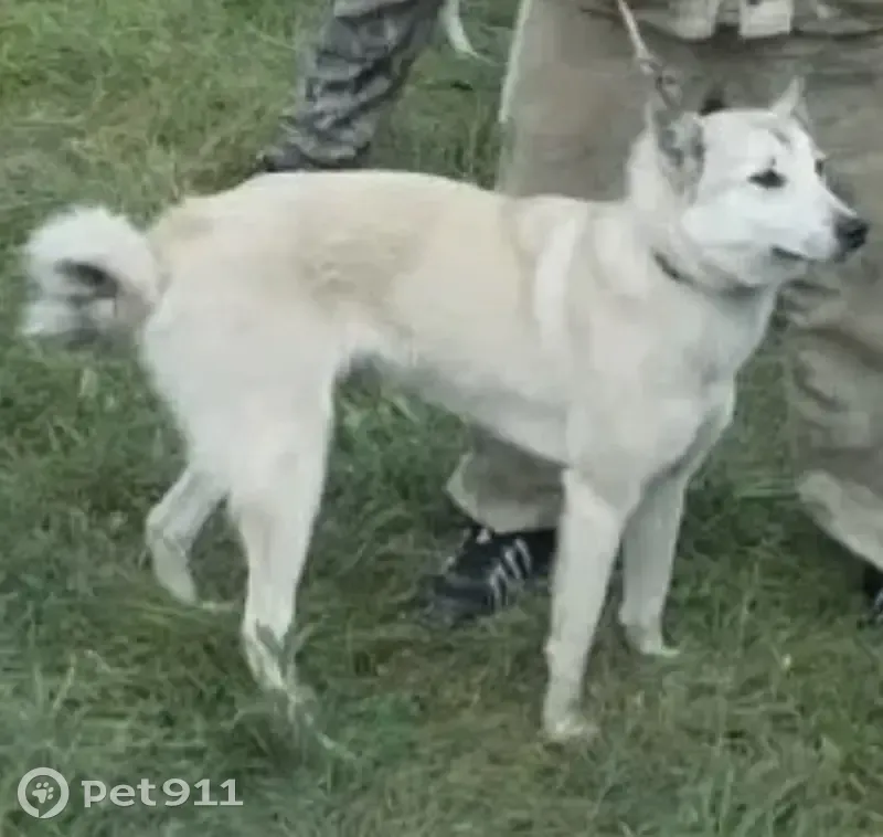 Пропала собака, Заречная улица, 9, Черкассы, Старые Турбаслы — лайка, клеймо - photo