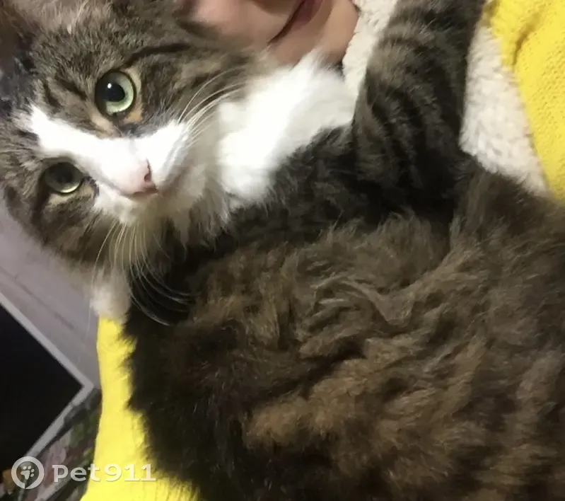 Пропала кошка, улица Карла Маркса, Чапаевск — пушистый домашний кот с коротким хвостом - photo