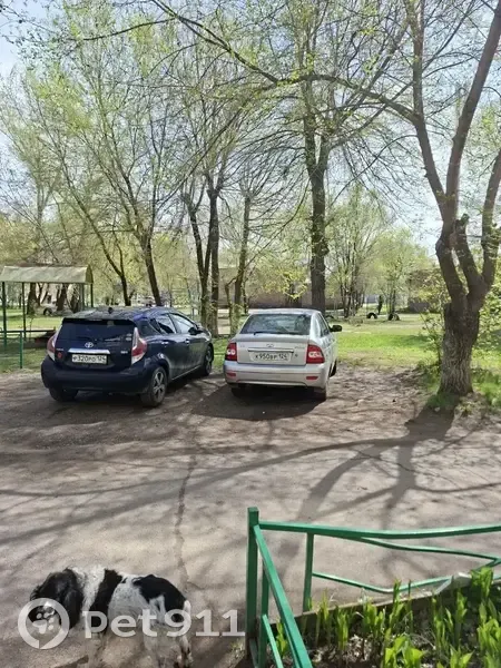 Пропала собака, Абаканская улица, Минусинск — белая с чёрными пятнами, короткий хвост - photo