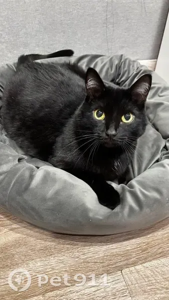 Пропала кошка, бульвар Гагарина, 107/2, Пермь — чёрный кот, 10 лет, откликается на кличку Малыш - photo