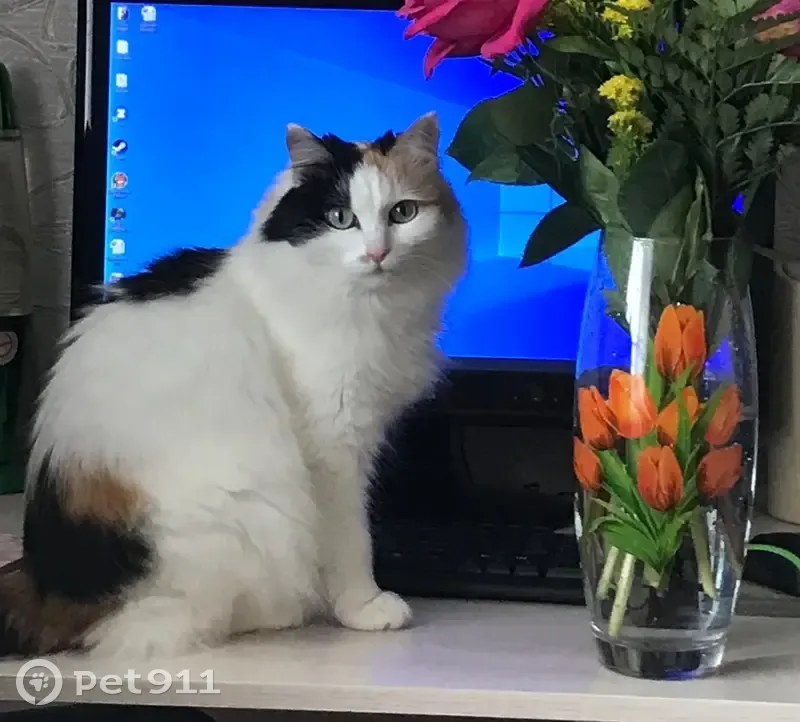 Пропала кошка, Восточная улица, Нижний Ингаш — маленькая, очень пугливая, боится звуков - photo