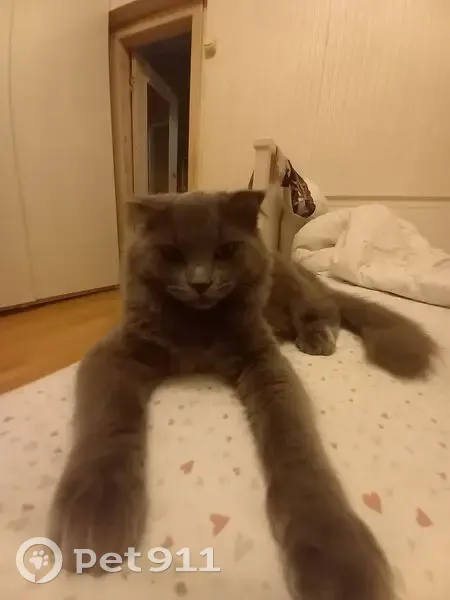 Пропала кошка, улица Комбиферма, 11, Мытищи — кот Семушка, 8 месяцев, любит сосать лапу и спать на спине - photo