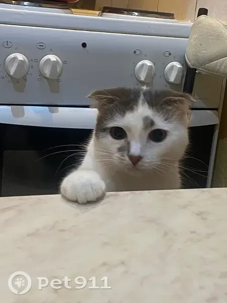 Пропала кошка, Комсомольская улица, 5, Хелюля — вислоухая кошечка - photo