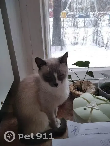 Пропала кошка, Ржев, Тверская область — серая с белыми пятнами, похожа на сиамку - photo