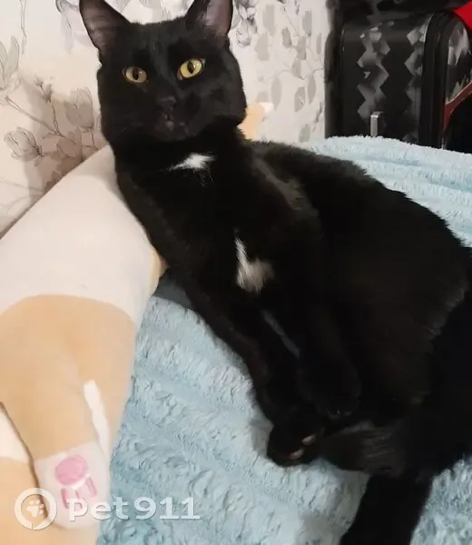 Пропала кошка, улица Маршала Конева, Слободской — чёрная, с белым пятном на шее и на животе - photo