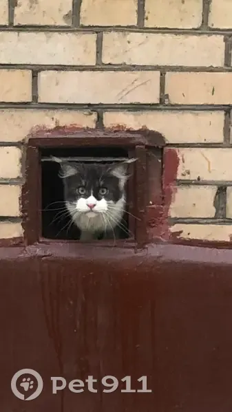 Найдена кошка, улица Генерала Глаголева, Москва — молодой длинношёрстный мейн-кун, боится людей - photo