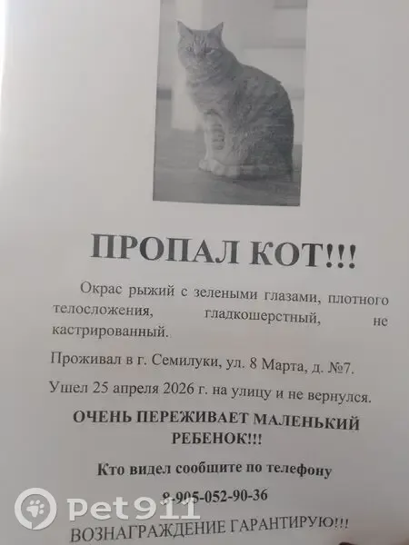 Пропала кошка, улица 8 Марта, 1, Семилуки — рыжая, 5 лет, зелёные глаза - photo