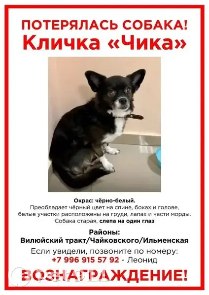 Пропала собака, улица Бекетова, Якутск — чёрная одноглазая старенькая собачка с ошейником - photo