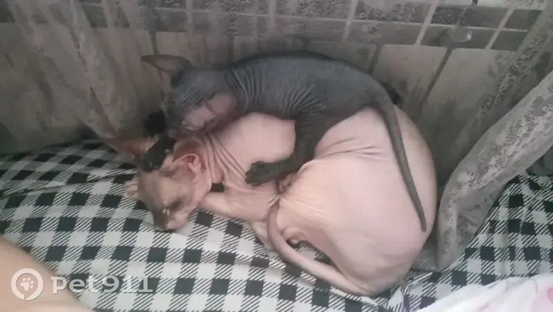 Пропала кошка, проспект Металлургов, 1, Новокузнецк — ласковая, старая - photo