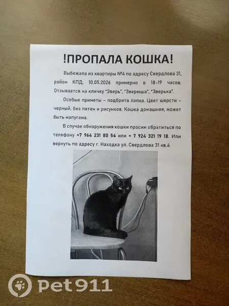 Пропала кошка, улица Свердлова, 31, Находка — чёрная кошечка, лапка выбрита - photo