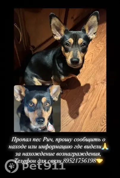 Пропала собака, Асино, Томская область — маленького роста, с тёмно-красным ошейником и адресником «хочу домой» - photo