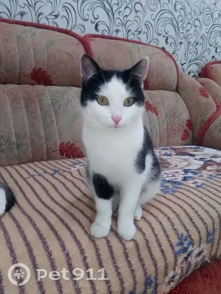 Пропала кошка, Первомайская улица, Уварово — молодой котик 10 месяцев - photo