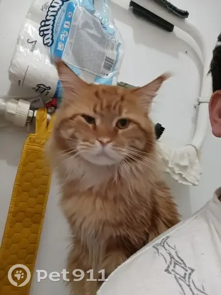 Пропала кошка, улица Космонавтов, 6/1, Тюмень — крупная, добрый кот - photo