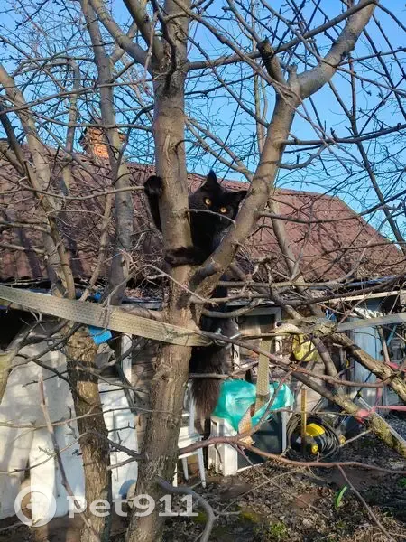 Пропала кошка, Новоколхозная улица, 17, Пермь — девочка мейн-кун - photo