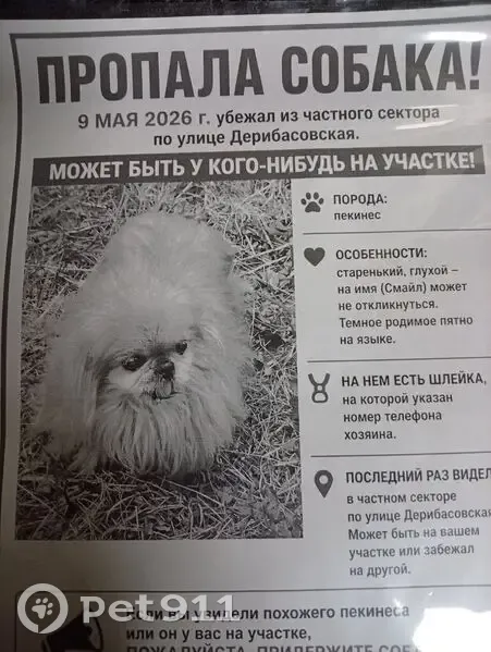 Пропала собака, улица Кирова, Ивантеевка — старая, глухая, на ошейнике бирка с номером телефона - photo